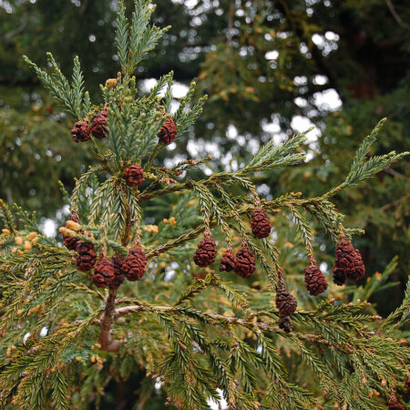 Sequoia sempervirens seeds | Coast Redwood seeds