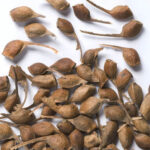acer-saccharum-sugar-maple-seeds (2)