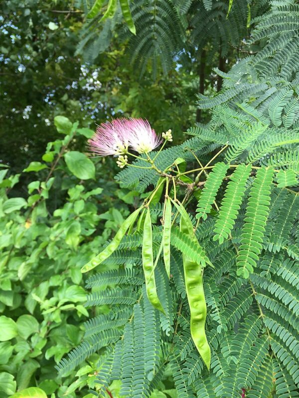 Albizia julibrissin - Persian Silk Tree Seeds