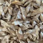 Keteleeria evelyniana seeds | Yunnan You Shan Seeds