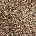 Larix Seeds| Larch Seeds