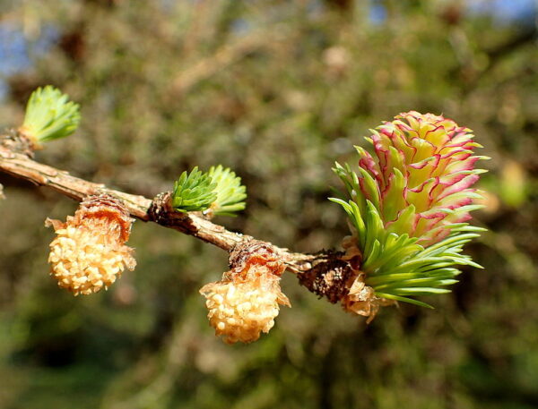 Larix gmelinii seeds | Dahurian Larch seeds