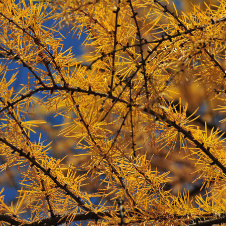 Larix gmelinii trees | Dahurian Larch trees