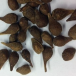 Acer griseum seeds | Paperbark Maple seeds