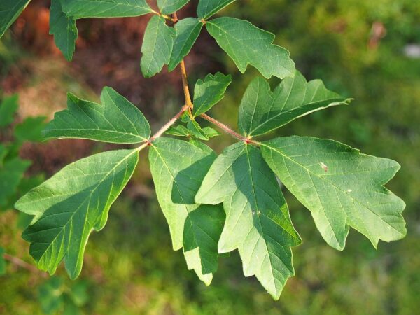 Acer griseum seeds | Paperbark Maple seeds