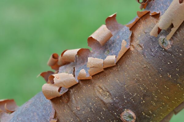 Acer griseum seeds | Paperbark Maple seeds