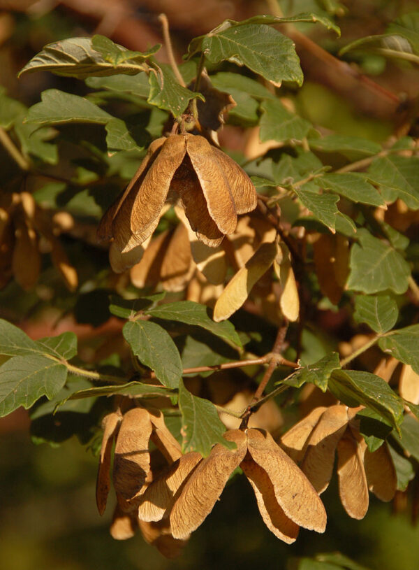 Acer griseum seeds | Paperbark Maple seeds