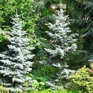 Colorado Blue Spruce 'Glauca' Seeds - Image 3