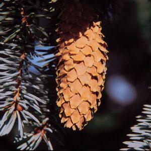 Colorado Blue Spruce 'Glauca' Seeds - Image 2