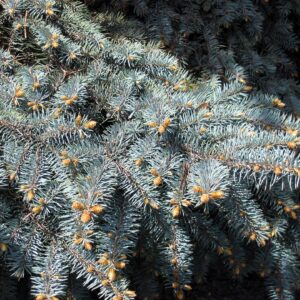 Colorado Blue Spruce 'Glauca' Seeds - Image 4