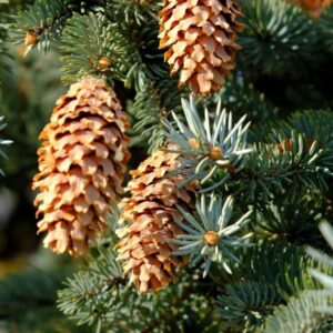 Colorado Blue Spruce 'Glauca' Seeds