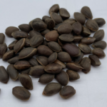 pinus-armandii-chinese-white-pine-seeds