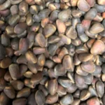 pinus-cembra-swiss-pine-seeds