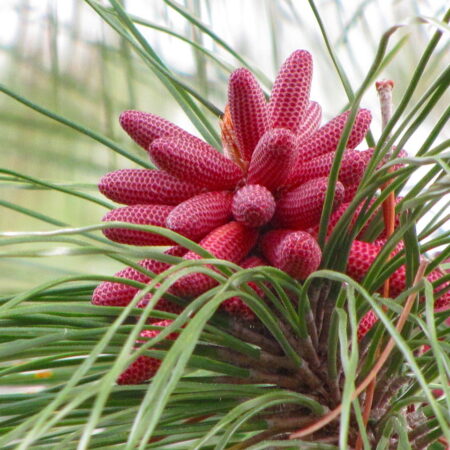 Pinus elliottii Seeds | Slash Pine Seeds