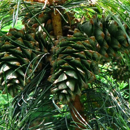 Pinus koraiensis seeds | Korean Pine Seeds