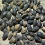 pinus-patula-mexican-weeping-pine-seeds