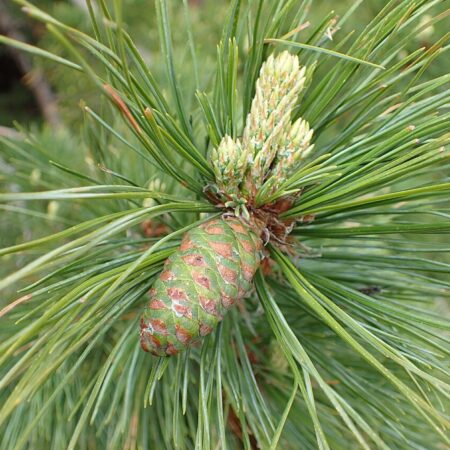 Pinus peuce seeds | Macedonian Pine Seeds
