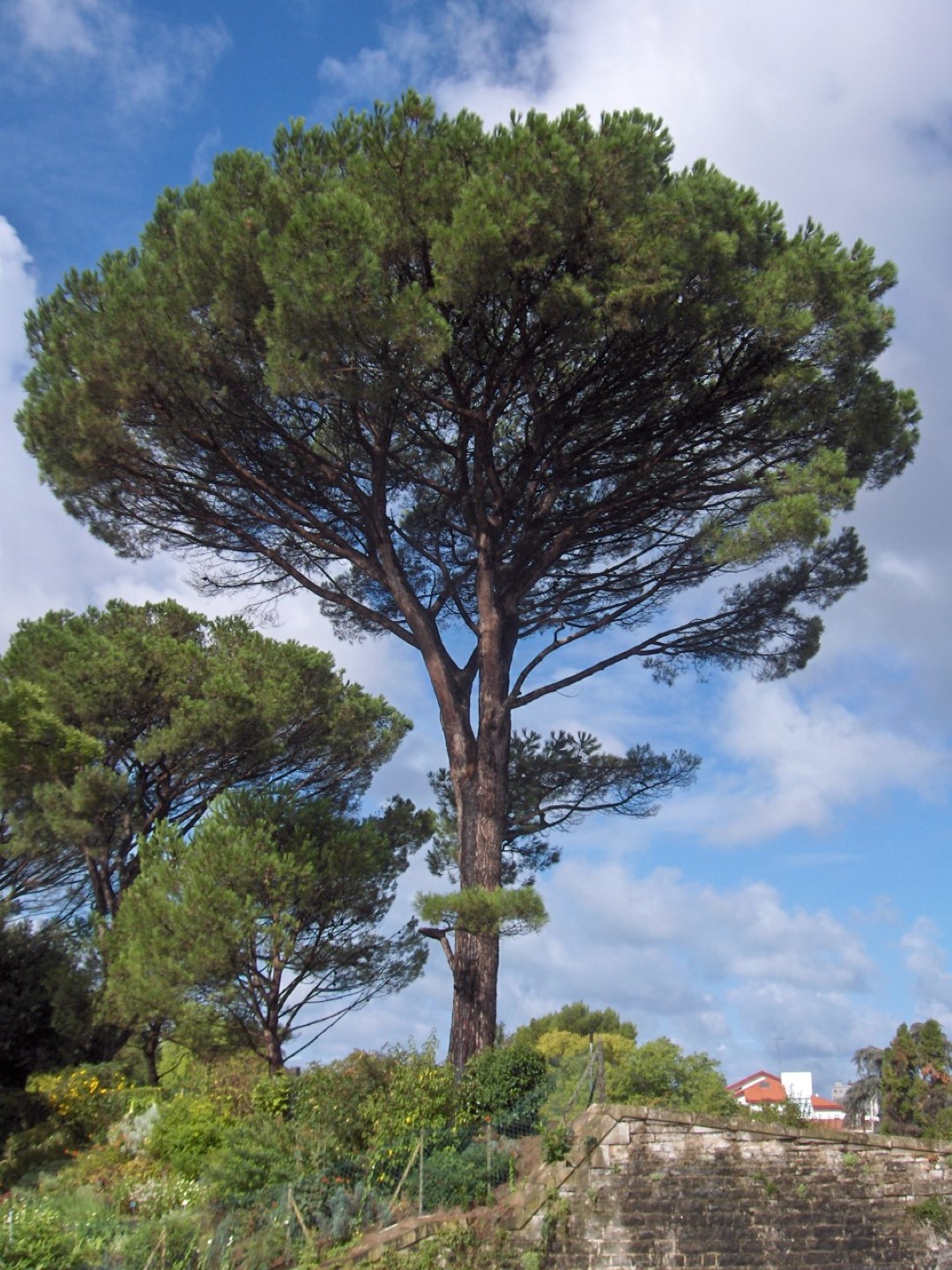 Pinus Pinea Seeds Stone Pine Seed Shaw Green Trees Pinus Pinea Seeds Stone Pine Seed Shaw Green Trees