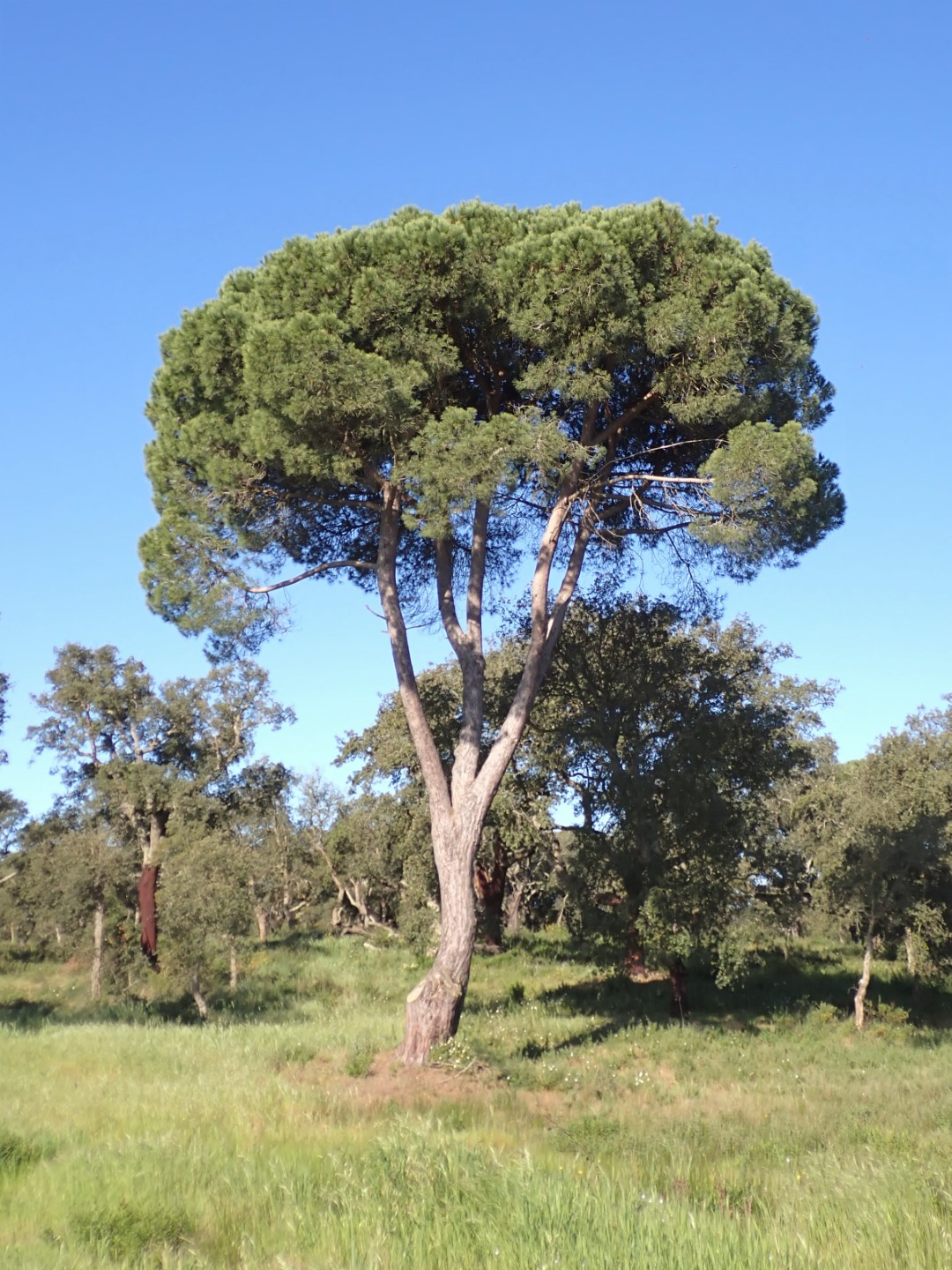 Pinus Pinea Seeds Stone Pine Seed Shaw Green Trees Pinus Pinea Seeds Stone Pine Seed Shaw Green Trees