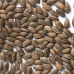 pinus-strobus-seeds-weymouth-eastern-white-pine-seeds