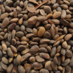 Pinus tabuliformis Seeds | Chinese Red Pine Seeds