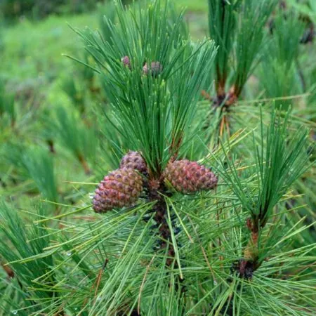 Yunnan Pine Seeds