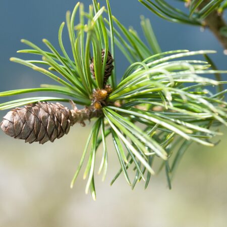Pinus armandii seeds | Chinese White Pine seeds
