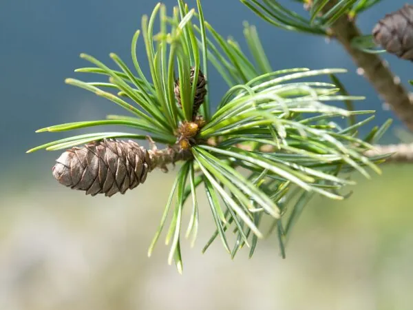 Pinus armandii seeds | Chinese White Pine seeds
