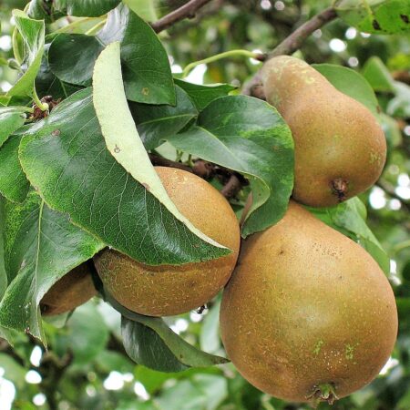 Pyrus communis / Wild Pear trees for sale