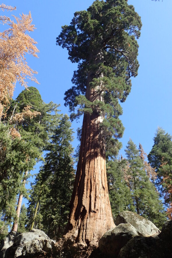 Giant Redwood Seeds - Image 2