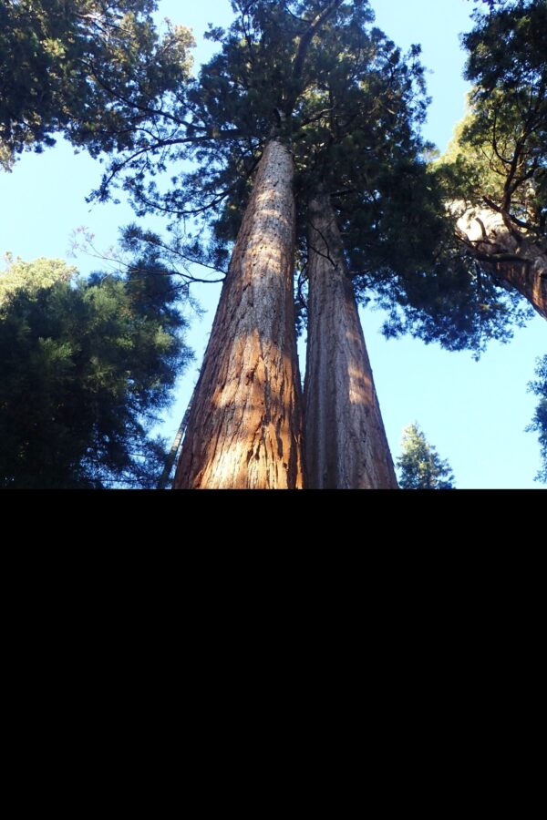 Giant Redwood Seeds - Image 3