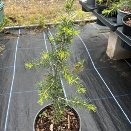 Cedrus libani - Cedar of Lebanon Tree