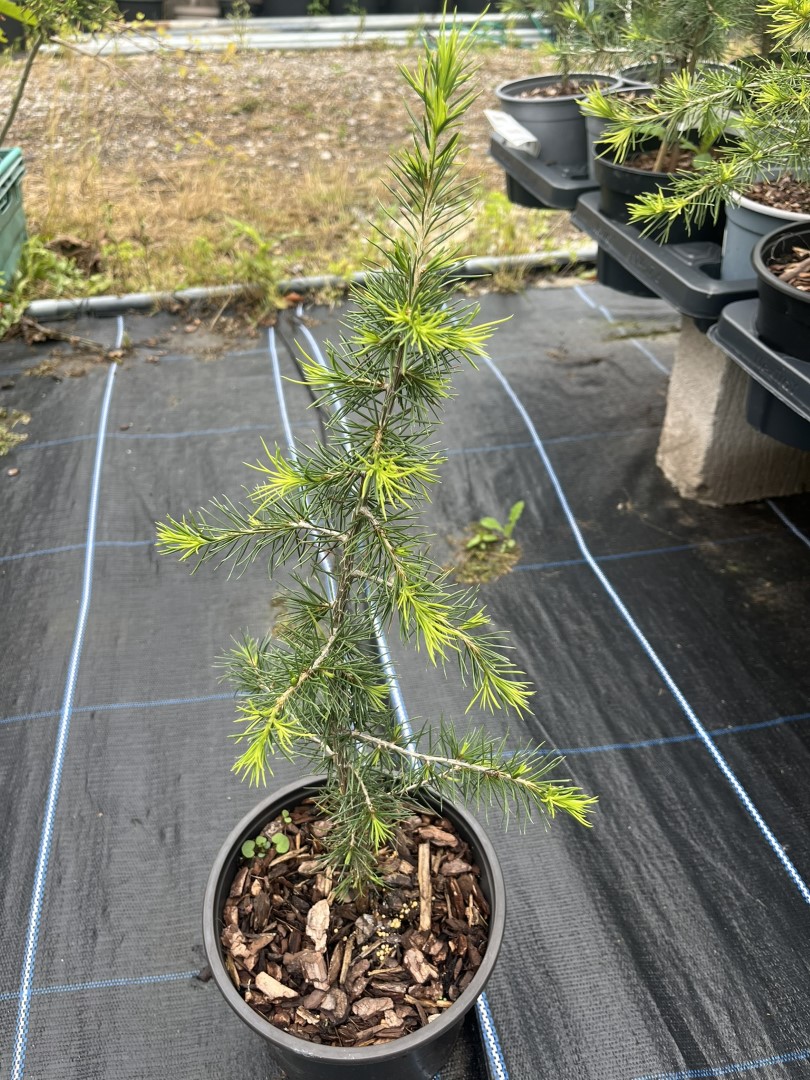Cedrus libani - Cedar of Lebanon Tree