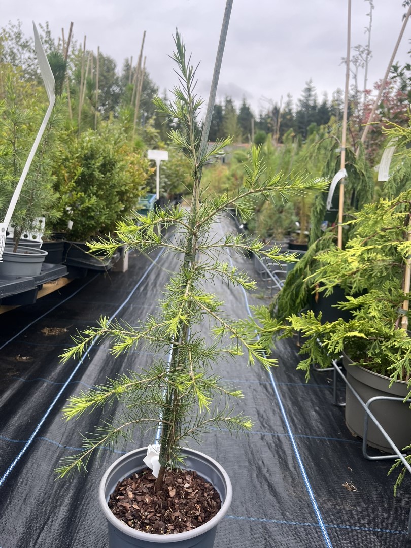 Cedrus libani - Cedar of Lebanon Tree