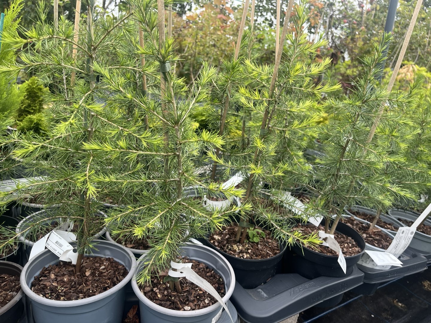 Cedrus libani - Cedar of Lebanon Tree