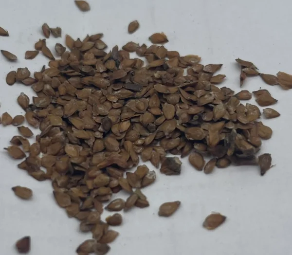 Betula Lenta | Black Birch Seeds
