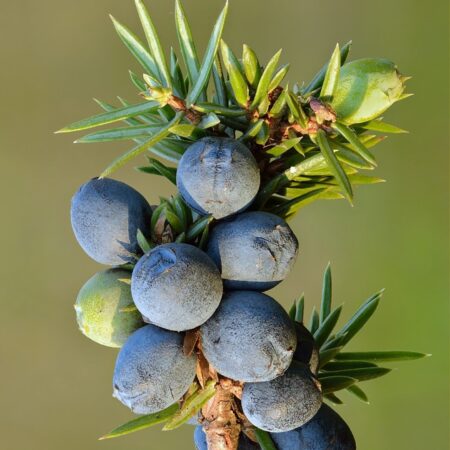 Juniperus communis | Juniper Seeds