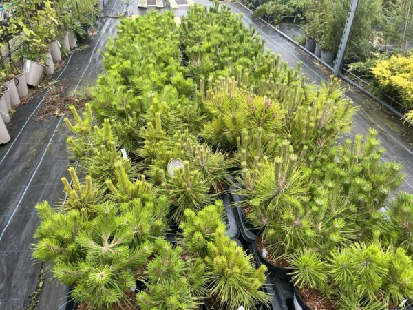 Japanese red pine 'Alice Verkade' 20/40cm (2L) - Image 8