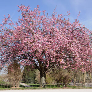 thumbnail image 2 of Sakura Trees. Spring Cherry Blossoms, Pink Flowers. Background With Flowers On A Spring Time Image383938570 2 of 9