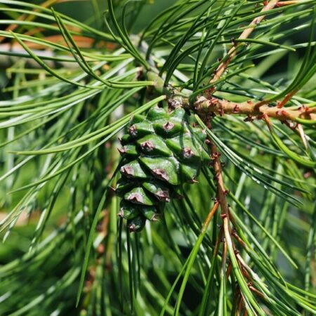 Pinus bungeana - Lacebark Pine Seeds