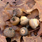 Quercus coccinea seeds | Scarlet Oak Seeds / Acorns