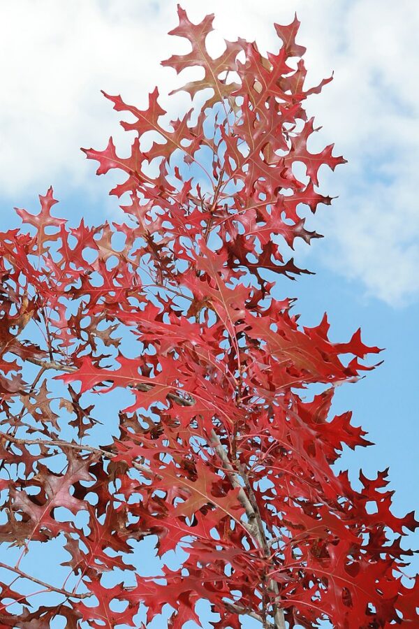 Quercus coccinea seeds | Scarlet Oak Seeds / Acorns