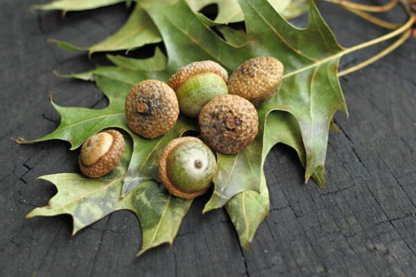 Quercus palustris seeds | Pin Oak Seeds / Acorns