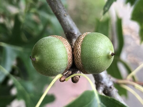 Quercus palustris seeds | Pin Oak Seeds / Acorns