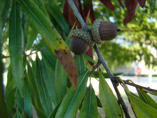 Quercus phellos seeds | Willow Oak Seeds / Acorns