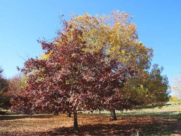 Quercus rubra seeds | Red Oak Seeds / Acorns
