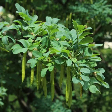 Caragana arborescens - Siberian Pea Tree Seeds