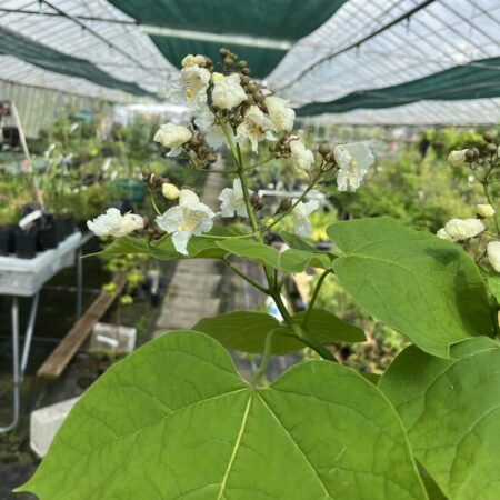 Indian Bean Tree Seeds Catalpa bignonioides Seeds