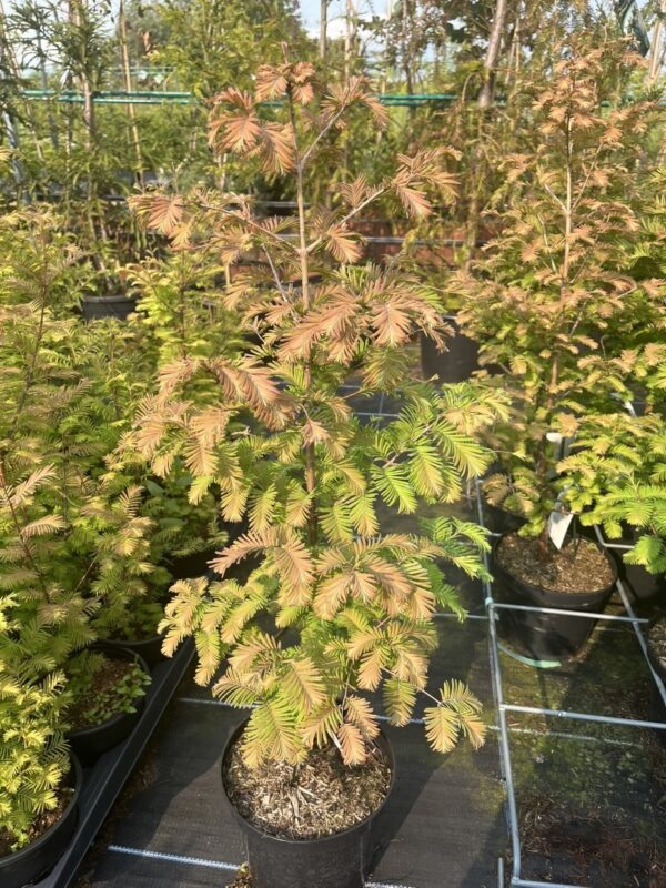 Metasequoia glyptostroboides - Dawn Redwood 'Daweswood Tawny Fleece' 40/60cm (4L)