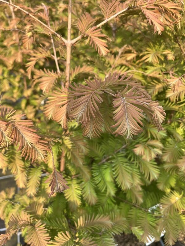 Metasequoia glyptostroboides - Dawn Redwood 'Daweswood Tawny Fleece' 40/60cm (4L)